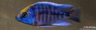 Protomelas spilonotus &#39;Magunga&#39;