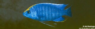 Protomelas spilonotus &#39;Mara Rocks&#39;