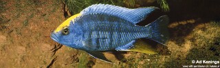 Protomelas spilonotus &#39;Mbenji Island&#39;