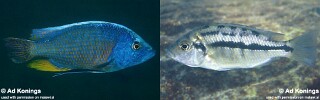 Protomelas spilonotus &#39;Nakantenga Island&#39;