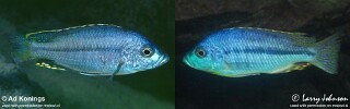 Protomelas spilopterus Hemitaeniochromis spilopterus