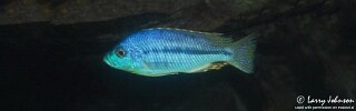 Protomelas spilopterus &#39;Luwala Reef&#39;