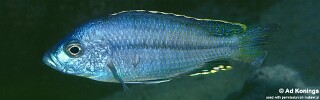 Protomelas spilopterus &#39;Mdoka&#39;