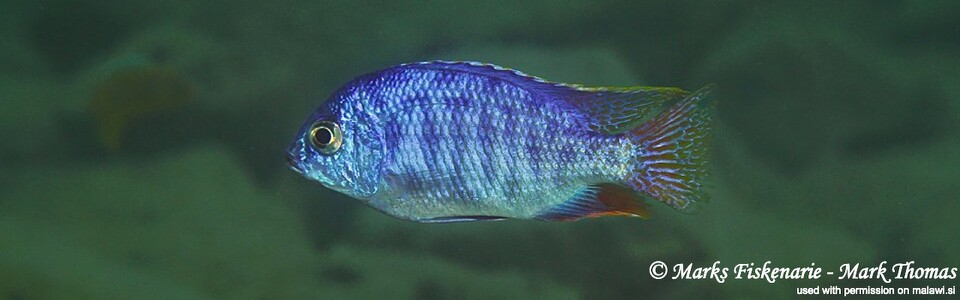 Protomelas taeniolatus 'Cape Kaiser'