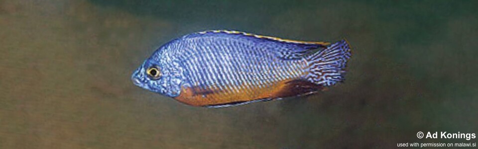 Protomelas taeniolatus 'Chilumba Bay'