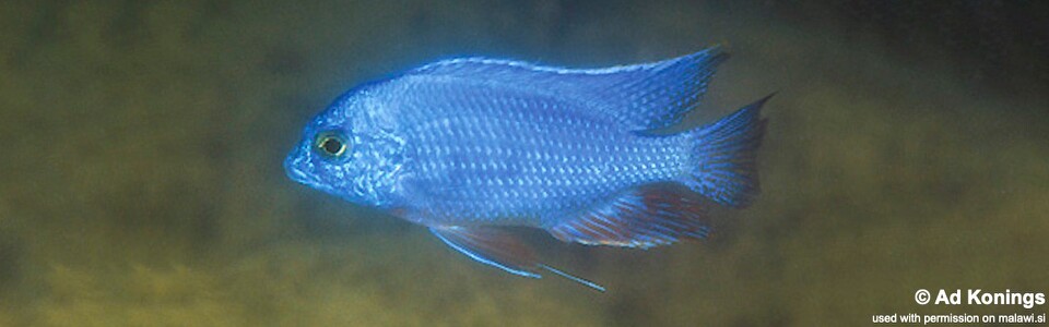 Protomelas taeniolatus 'Nkhata Bay'