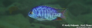 Protomelas taeniolatus &#39;Cape Kaiser&#39;