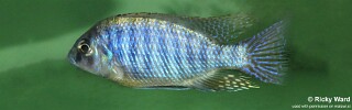 Protomelas taeniolatus &#39;Charo&#39;