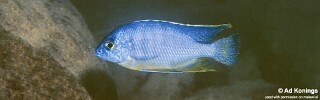 Protomelas taeniolatus &#39;Chewere&#39;