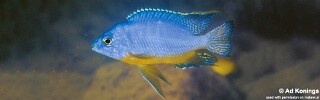 Protomelas taeniolatus &#39;Chitande Island&#39;