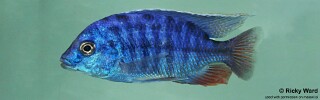 Protomelas taeniolatus &#39;Chitedze Rock&#39;