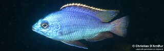Protomelas taeniolatus &#39;Fuawe Island&#39;