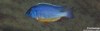 Protomelas taeniolatus &#39;Hora Mhango&#39;