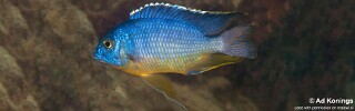 Protomelas taeniolatus &#39;Katale Island&#39;