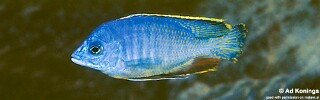 Protomelas taeniolatus &#39;Kirondo&#39;