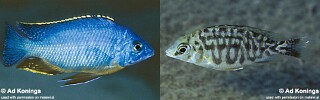 Protomelas taeniolatus &#39;Lupingu&#39;