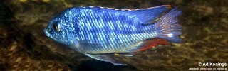 Protomelas taeniolatus &#39;Luwala Reef&#39;