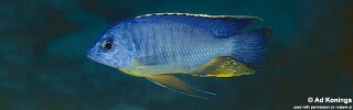 Protomelas taeniolatus &#39;Makonde&#39;