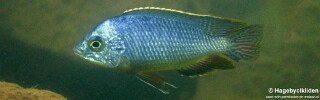 Protomelas taeniolatus &#39;Maleri Island&#39;