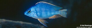 Protomelas taeniolatus &#39;Mbenji Island&#39;