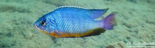 Protomelas taeniolatus &#39;Mdowa&#39;