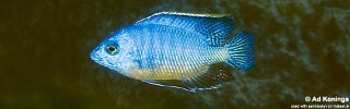 Protomelas taeniolatus &#39;Mphanga Rocks&#39;