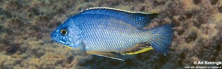 Protomelas taeniolatus &#39;Mumbo Island&#39;