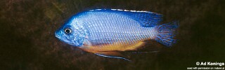 Protomelas taeniolatus &#39;Nakantenga Island&#39;