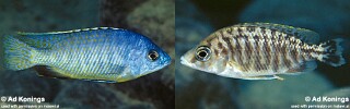 Protomelas taeniolatus &#39;Nkanda&#39;