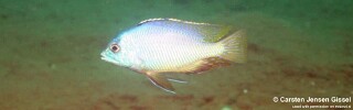 Protomelas taeniolatus &#39;Nkhomo Reef&#39;