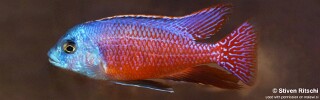 Protomelas taeniolatus &#39;Senga Point&#39;