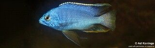 Protomelas taeniolatus &#39;Thumbi West Island&#39;