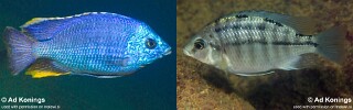 Protomelas taeniolatus &#39;Zimbawe Rock&#39;