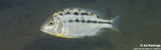 Protomelas triaenodon &#39;Liuli&#39;