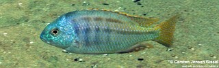 Protomelas triaenodon &#39;Mdowa&#39;