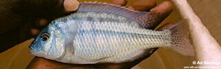 Protomelas triaenodon &#39;Senga Bay&#39;