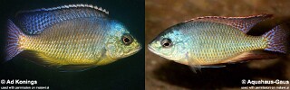 Protomelas virgatus