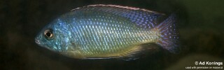 Protomelas virgatus &#39;Kanchedza Island&#39;