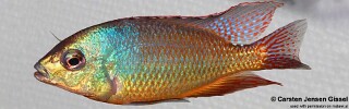 Protomelas virgatus &#39;Nkhata Bay&#39;