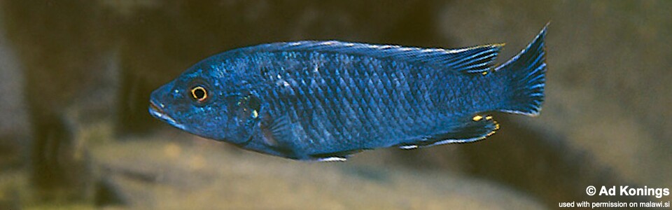 Pseudotropheus benetos 'Makonde'