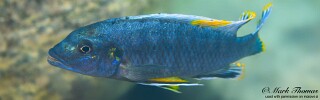 Pseudotropheus benetos &#39;Chirwa Island&#39;