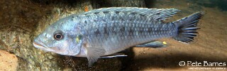 Pseudotropheus benetos &#39;Magunga&#39;