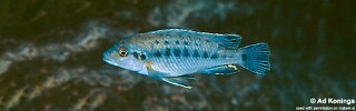 Pseudotropheus benetos &#39;Manda&#39;