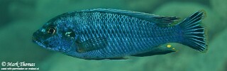 Pseudotropheus benetos &#39;Ngwasi&#39;