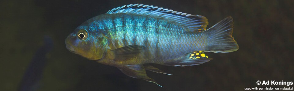 Pseudotropheus brevis 'Chinyamwezi Island'