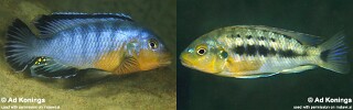 Pseudotropheus brevis Pseudotropheus sp. &#39;williamsi nkudzi&#39;