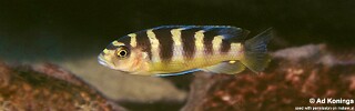 Pseudotropheus crabro &#39;Chilucha Reef&#39;