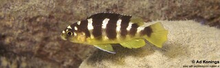 Pseudotropheus crabro &#39;Cobwé&#39;
