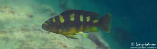 Pseudotropheus crabro &#39;Malopa&#39;