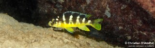 Pseudotropheus crabro &#39;Mbamba Islands&#39;